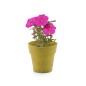 Maceta petunia miniatura. Maceta petunia miniatura.